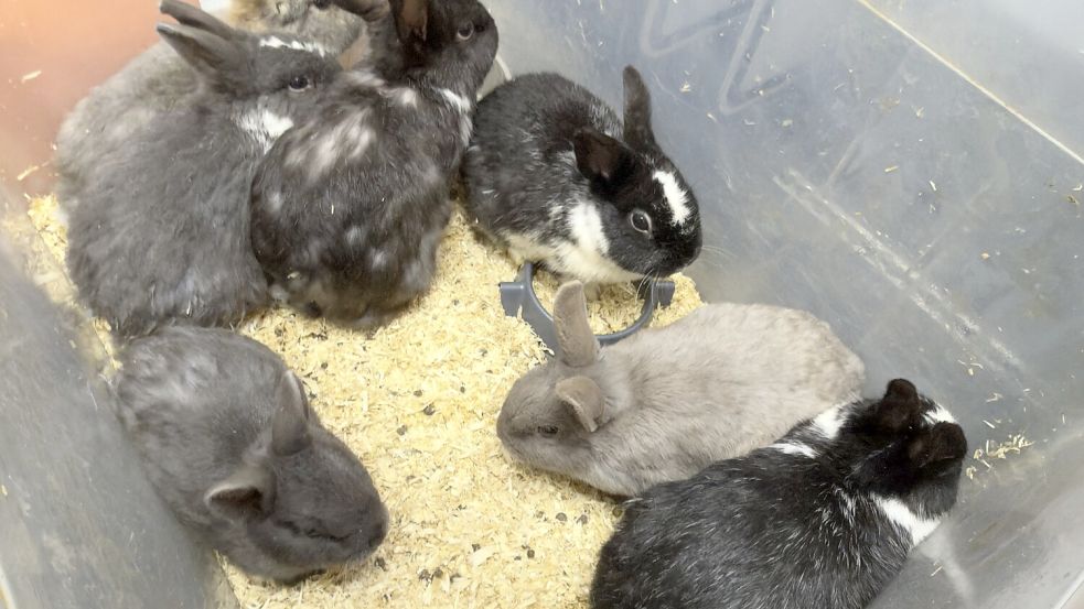 Ein Foto von den ausgesetzten Kaninchen. Foto: Polizei