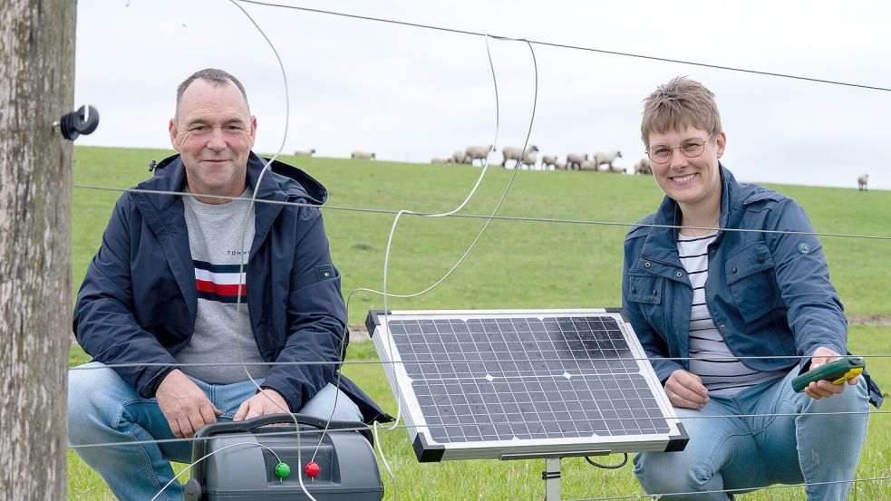 Drähte unter Strom: Dennis und Anne Bonsemeyer sichern ihre Schafe mit einem speziellen Wolfzaun. Foto: Klaus Ortgies
