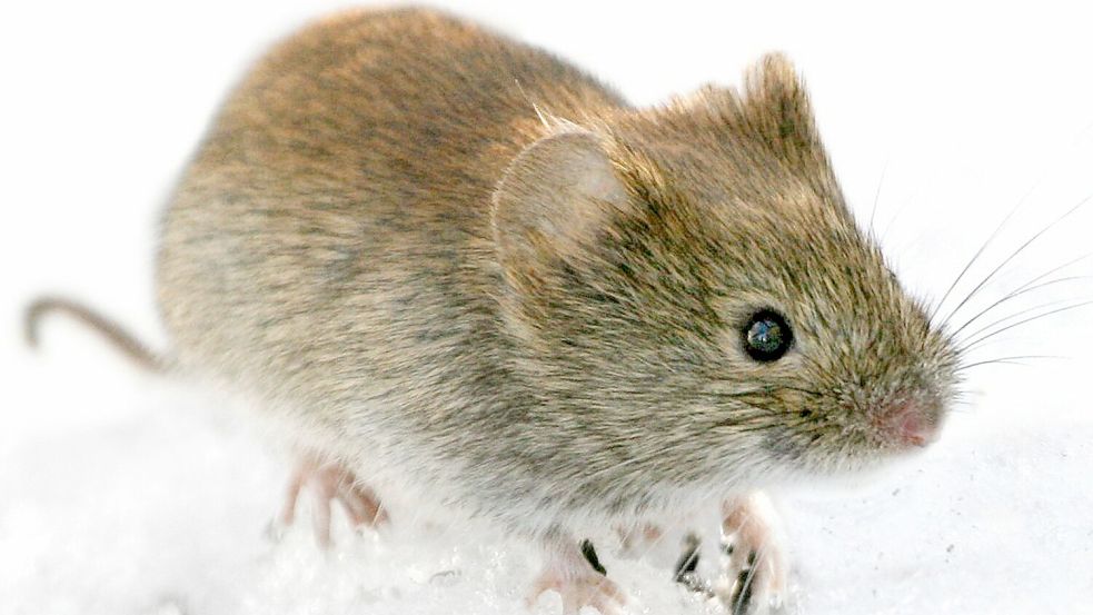 Die Rötelmaus (Clethrionomys glareolus) kann in Deutschland Hantaviren übertragen. (Archivbild) Foto: Kimmo Taskinen/STT-Lehtikuva/dpa