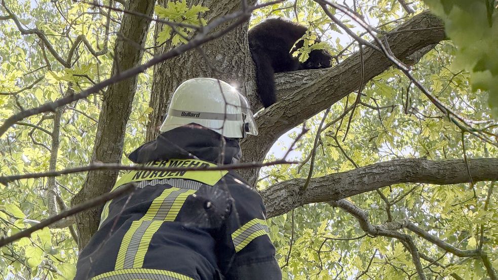 Die Feuerwehr versuchte, das Tier einzufangen. Foto: Feuerwehr Norden/Thomas Weege