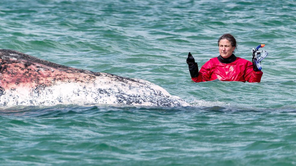 Ende der Hoffnung: Der tote Wal, der vor der dänischen Insel Anholt entdeckt wurde, ist „Timmy“. Foto: dpa