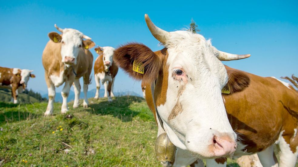 Bei der Attacke einer Kuhherde ist eine 65-Jährige in Österreich ums Leben gekommen. (Symbolbild) Foto: Lino Mirgeler/dpa