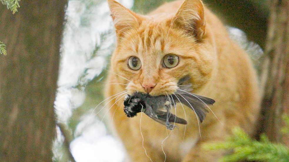 Ganz natürlich: Eine Katze mit erbeuteter Kohlmeise. Foto: IMAGO/kristen-images.com/Michael Kri