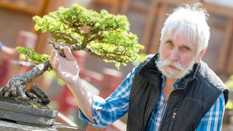 Heinz Buntjer aus Nortmoor hat mehr als 150 Bonsais in seinem Garten. Foto: Klaus Ortgies