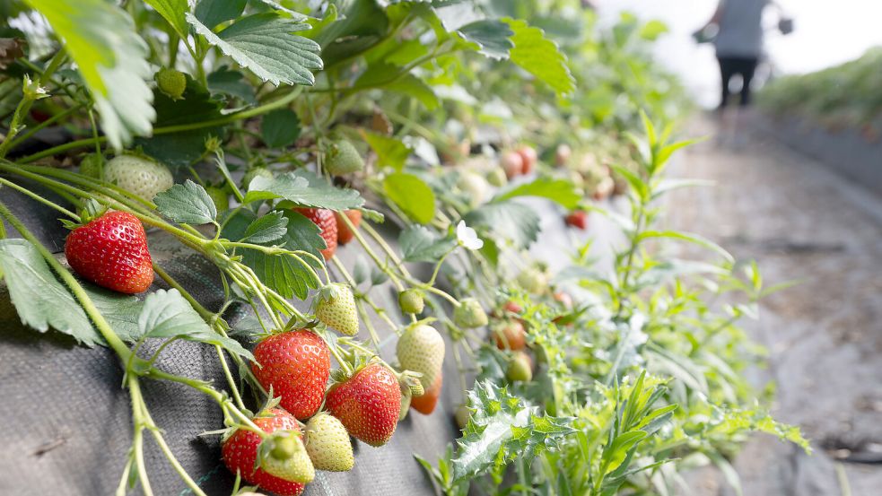 Für viele die Lieblingsfrucht des Jahres aus Niedersachsen: Erdbeeren wachsen im Folientunnel heran. In einigen Wochen geht es dann auch mit den Freiland-Erdbeeren los. Foto: Julian Stratenschulte/dpa