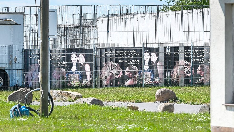 Das Tigergehege genügt laut Behörden nicht den Anforderungen. (Archivbild) Foto: Heiko Rebsch/dpa