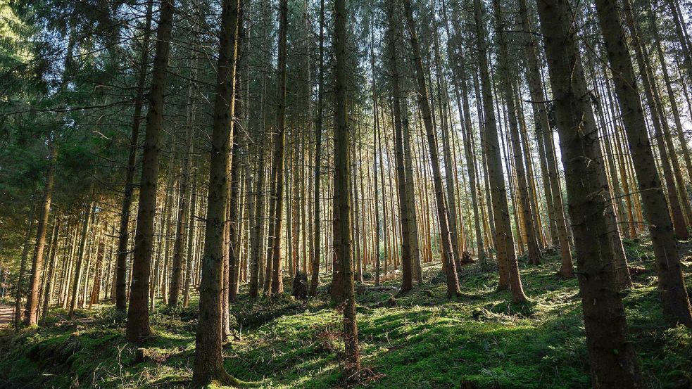 Der Zustand der deutschen Wälder bleibt angespannt. (Archivbild) Foto: Jan-Philipp Strobel