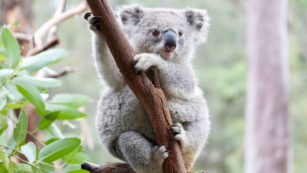 Auf einer Farm in der Region Gunnedah, die früher 30 Koalas eine Heimat bot, leben heute nur noch drei Tiere. Foto: dpa/AUSSIE ARK