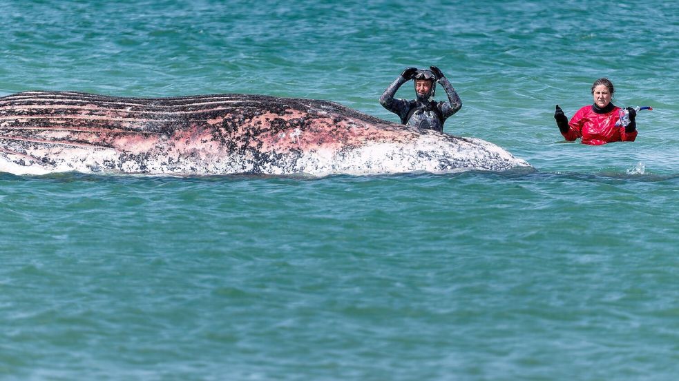Der Buckelwal vor der dänischen Insel Anholt soll auf das Festland gezogen werden. (Archivbild) Foto: Marcus Golejewski