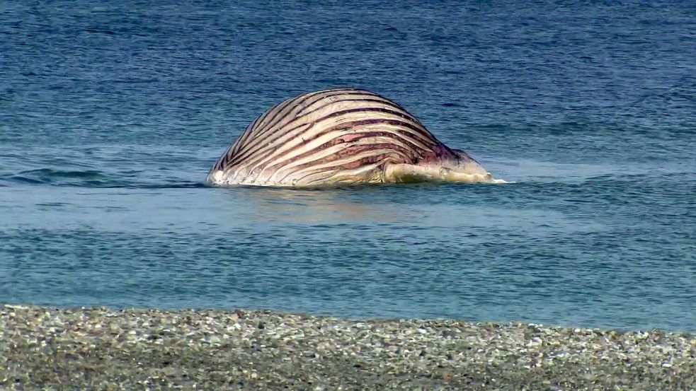 Der tote Buckelwal liegt aufgebläht vor der dänischen Insel Anholt Foto: -/News5/dpa