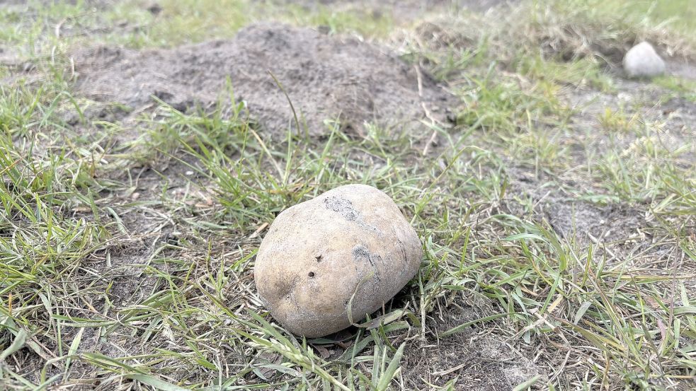 Eine Pflanzkartoffel liegt am Rande eines Ackers an der Forststraße in Langholt und Klostermoor. Foto: Horst Kruse