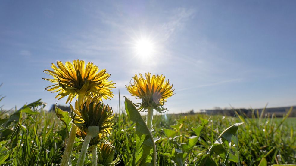 Wetterexperten prognostizieren zum Pfingstwochenende Temperaturen von bis zu 29 Grad in Osnabrück. Foto: dpa-Bildfunk / Thomas Warnack