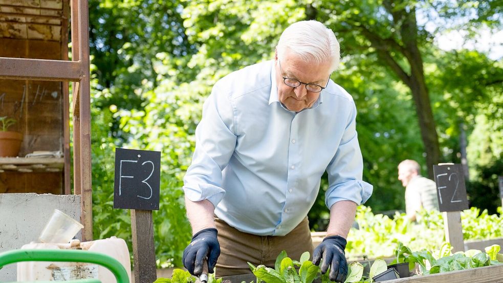 Steinmeier gärtnert in einem Hochbeet in Berlin-Neukölln. Foto: Christophe Gateau