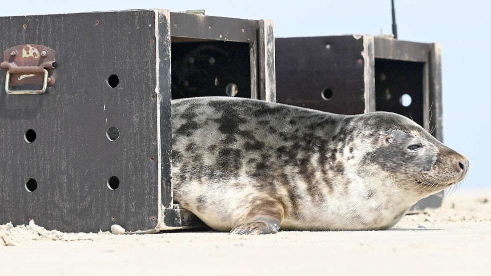 Eine von zwei Robben, die auf der ostfriesischen Insel Juist ausgewildert werden, verlässt die Transportkiste. Foto: DPA