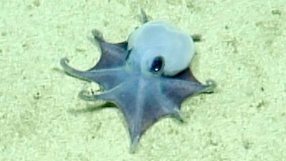Der winzige blaue Oktopus ist in etwa so groß wie ein Golfball. Foto: -/Charles-Darwin-Stiftung/dpa