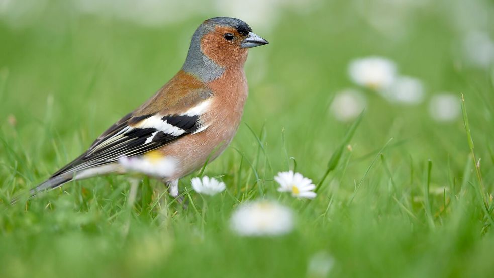 Ein Buchfink sitzt auf einer Wiese. Foto: Felix Kästle/dpa