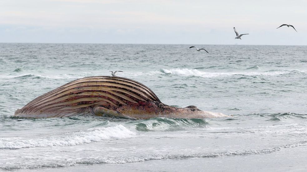 Seit rund zwei Wochen liegt der Kadaver aufgebläht am Strand von Anholt. Foto: Marcus Golejewski