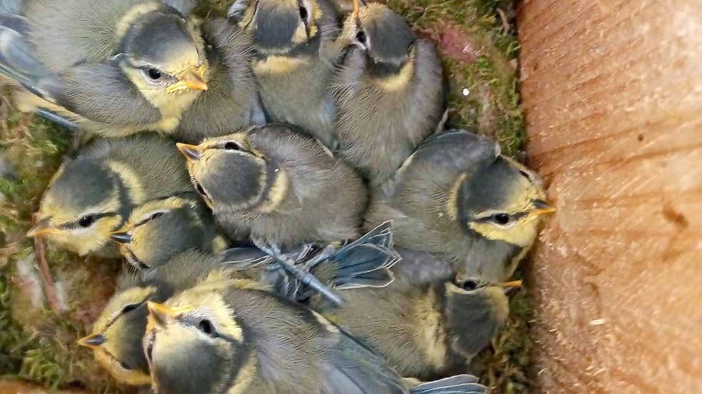 Gedränge im Nistkasten: Eine Blaumeisen-Brut mit ungewöhnlich vielen Jungvögeln wuchs bei Willi Specken in Elisabethfehn heran. Foto: Privat