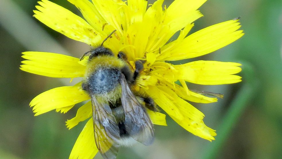 Hummeln sind wichtige Bestäuber und finden Nahrung an vielen Blütenpflanzen. Foto: Karin Berends-Lüürßen