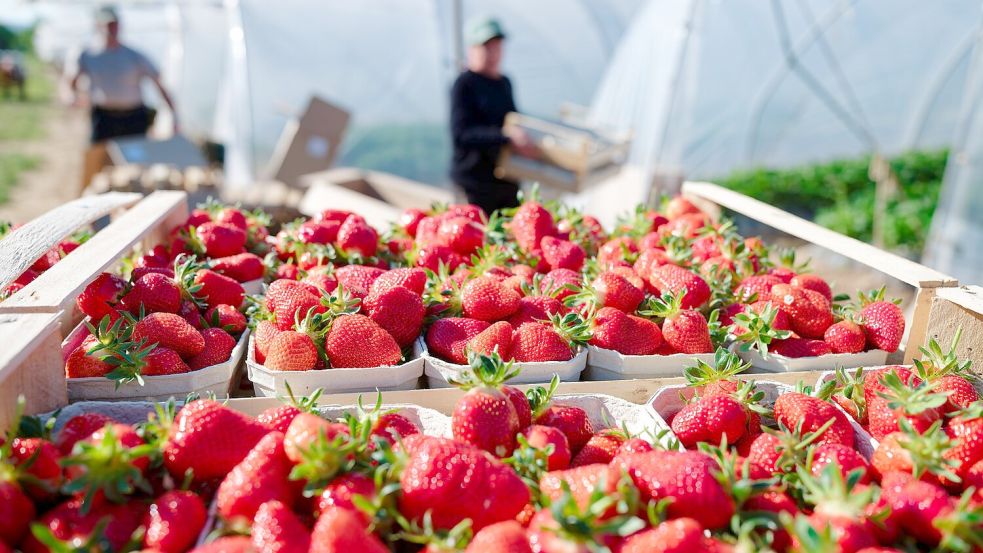 Verbraucher können aktuell besonders günstig Erdbeeren kaufen. (Archivbild) Foto: Uwe Anspach