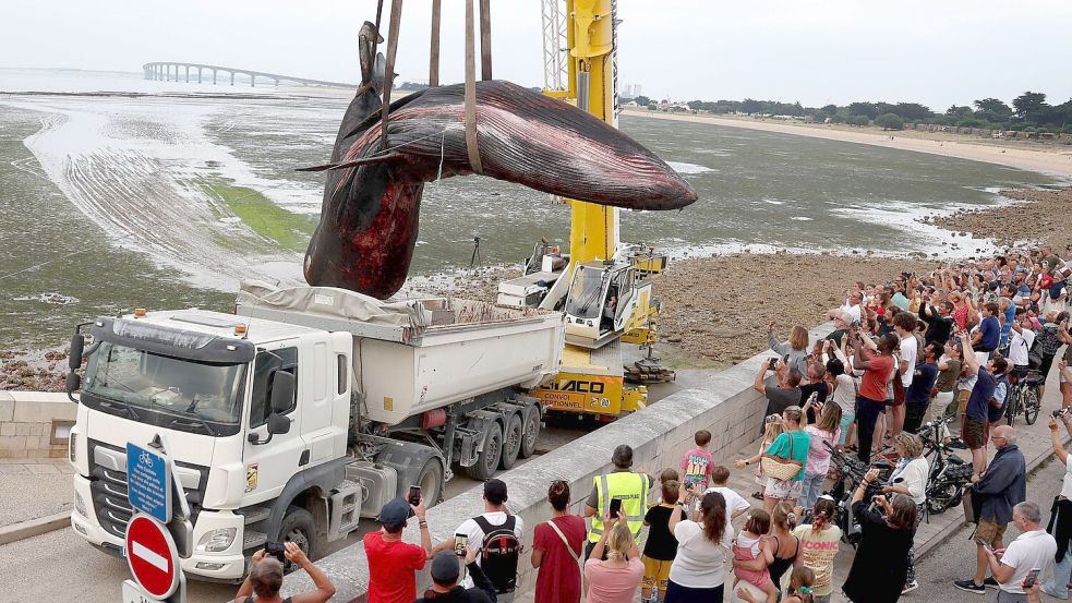 Der tote Wal wurde mit einem Kranwagen in einen Laster gehoben. (Archivbild) Foto: Romain Perrocheau/AFP/dpa