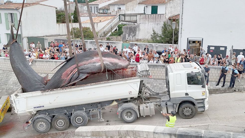 Etliche Menschen schauten zu, als der Walkadaver abtransportiert wurde. (Archivbild) Foto: Romain Perrocheau/AFP/dpa