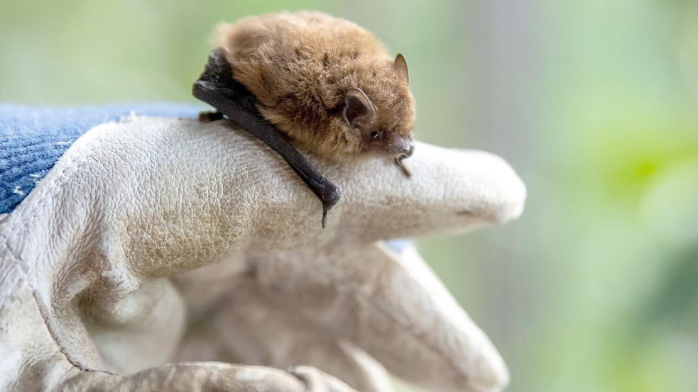 Wer eine Fledermaus findet und bergen will, sollte stets Handschuhe tragen. Foto: Daniel Karmann