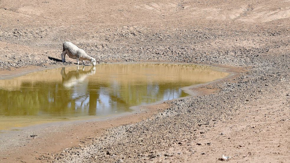 Australien kämpft bei El Niños mit verheerenden Dürren. (Archivbild) Foto: Dean Lewins