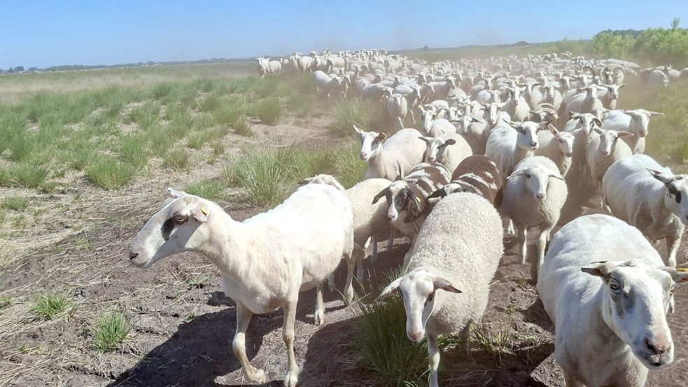 Die Bentheimer Landschafe der Schäferei Zwafink haben einen ausgeprägten Herdentrieb. Foto: Privat