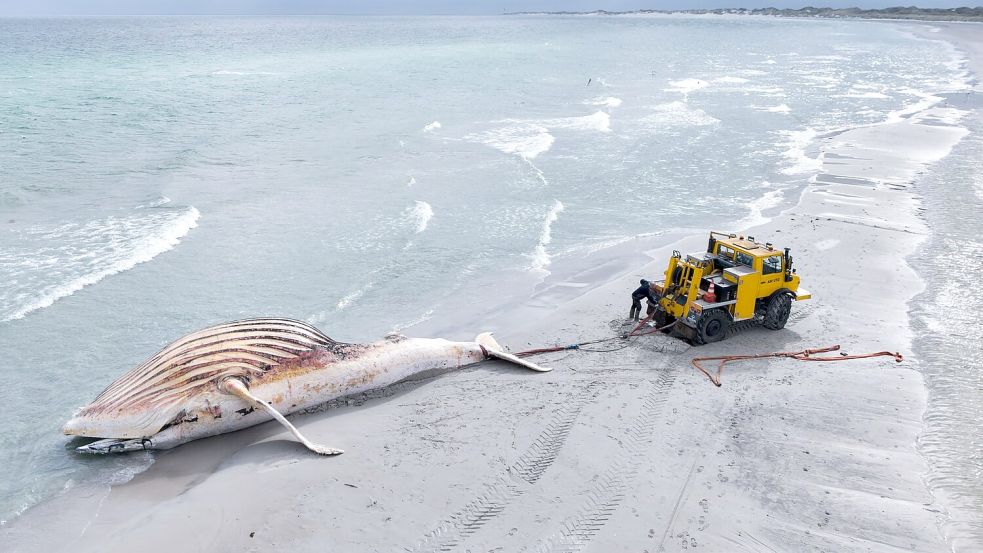 Ein Bergungsteam hatte den Wal aus dem Wasser an den Strand gezogen. (Archivbild) Foto: Marcus Golejewski
