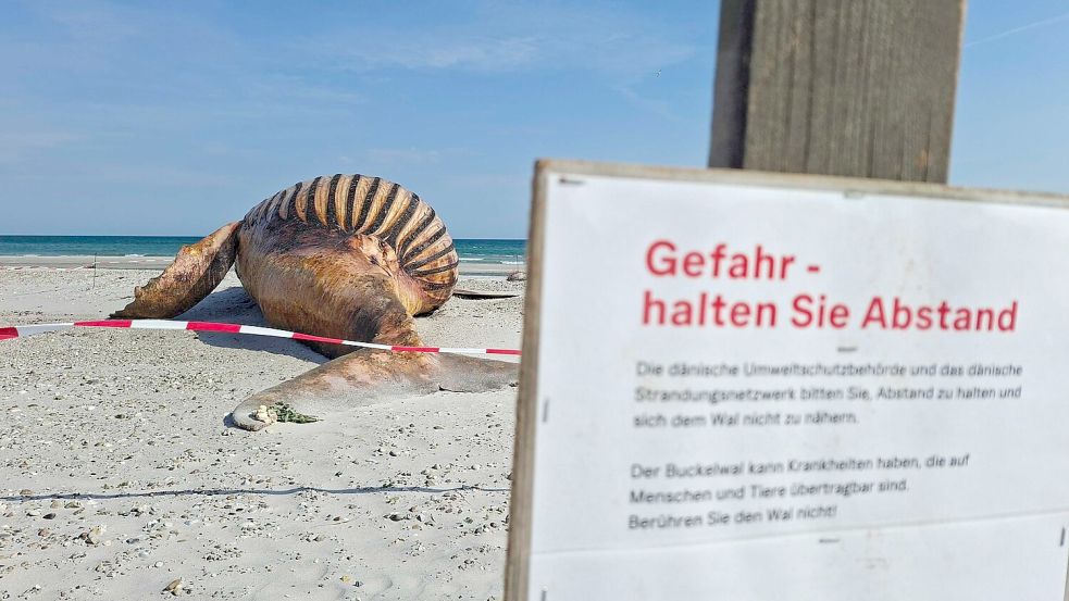 Neugierige dürfen bei der Obduktion des Buckelwals dabei sein - aber nur mit Sicherheitsabstand. Foto: Kai Moorschlatt/dpa