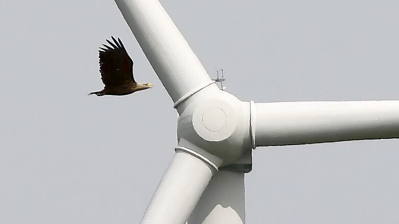 Gefährliche Nachbarschaft: Ein Seeadler fliegt an einem der Windräder in Hamburg-Altengamme vorbei. Foto: Sandra Schäfer