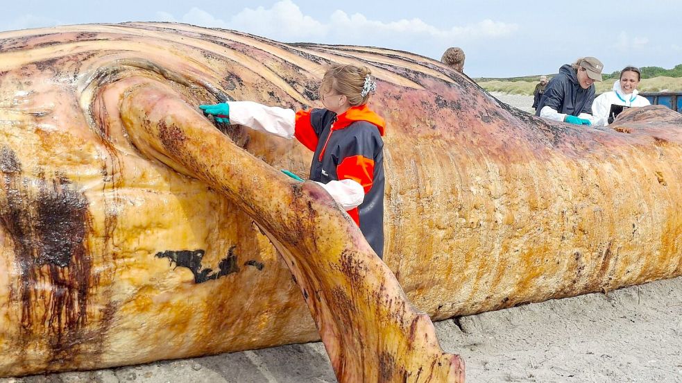 Fachleute obduzieren den als „Timmy“ bekannten Buckelwal am Strand der Insel Anholt. Foto: Kai Moorschlatt