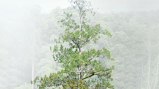 Der 84,1 Meter hohe Baum gilt als höchster bekannter Baum Ostasiens. Foto: Steven Pearce/Taiwan Forestry Re