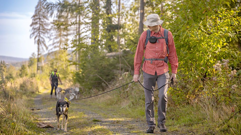 Gemeinsam unterwegs: Im Harz warten zahlreiche hundefreundliche Wanderwege darauf entdeckt zu werden. Foto: Sobotta
