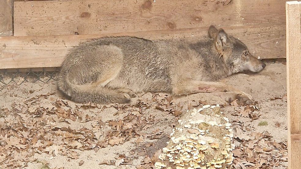 Bisher konnten weder der Wolf noch das Halsband mit seinem Sender gefunden werden. (Archivbild) Foto: Umweltbehörde Hamburg/dpa