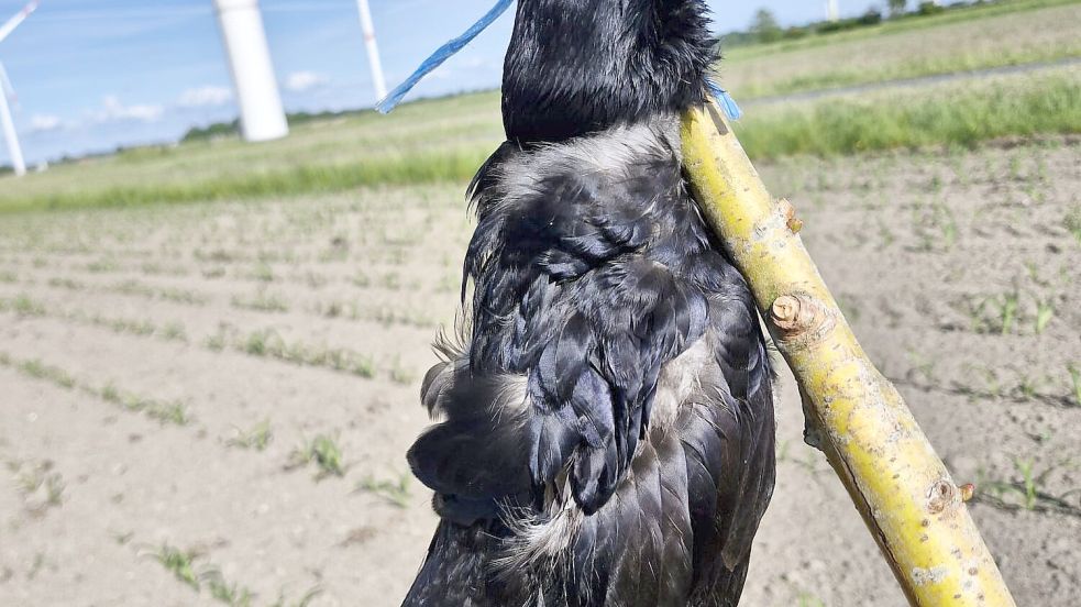 Eine der toten Krähen, die auf einem Feld in Norderwöhrden an Stöcken aufgehängt wurden. Foto: Peta Deutschland e.v.