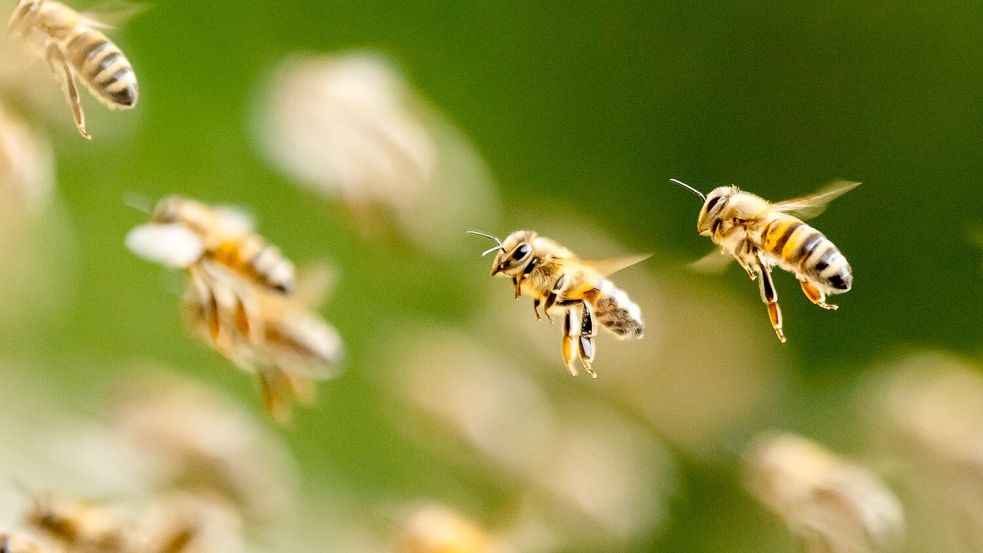 Bienenalarm an einem italienischen Strand. (Symbolbild) Foto: Silas Stein