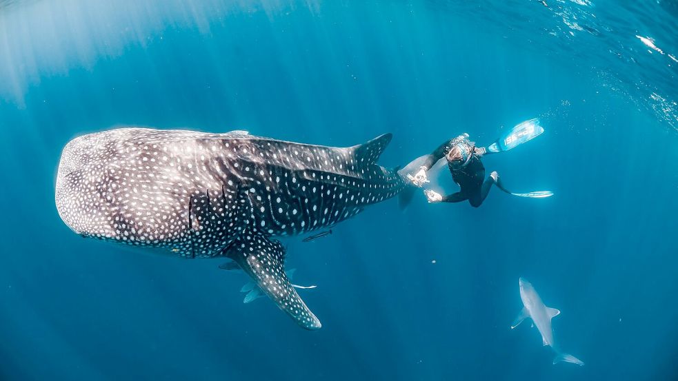 Ein Taucher nimmt Hautproben von einem Walhai vor der Küste Australiens. Foto: Rob Harcourt/Nature/dpa