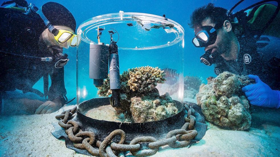 Wissenschaftler untersuchen im Roten Meer Korallen in einem Inkubator. Foto: Uli Kunz/Nature/dpa