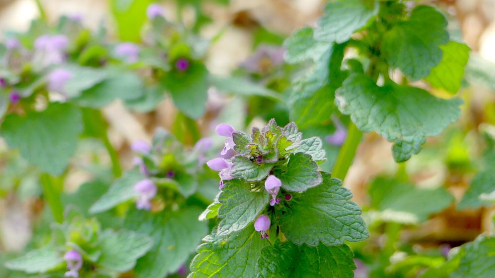 Die zarten Blüten der Kleinen Taubnessel zählen zu den ersten Nahrungsquellen im Frühjahr – für Wildbienen und andere Bestäuber ist die Pflanze ein wichtiger „Startschuss“ ins Gartenjahr. Foto: Karin Berends-Lüürßen