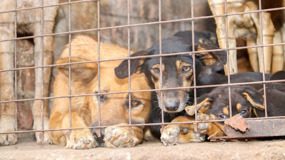 Für inszenierte Rettungsaktionen werden Tiere oft absichtlich misshandelt. Foto: Handout / Berlin