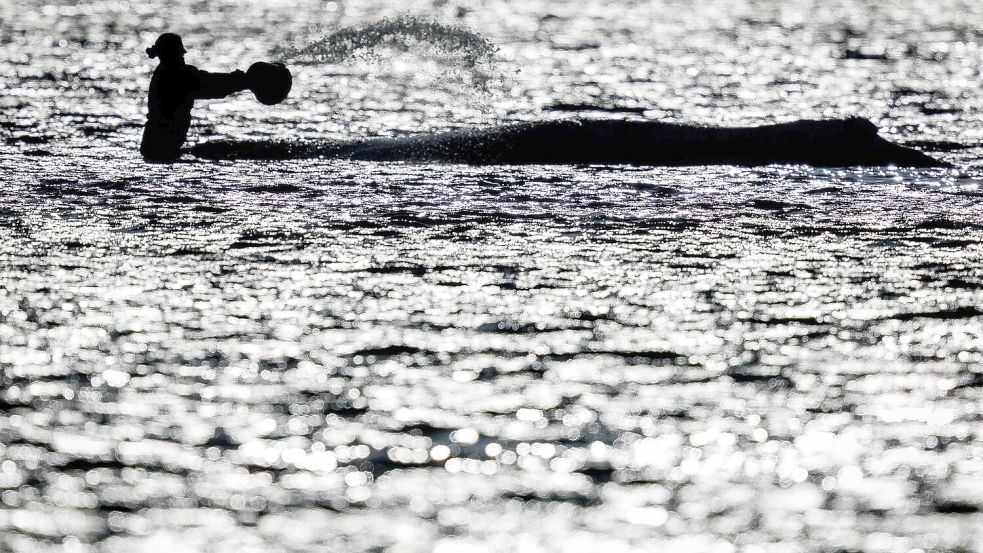 Wochenlang war vor der Insel Poel viel Trubel um den stark geschwächten Wal. (Archivbild) Foto: Jens Büttner