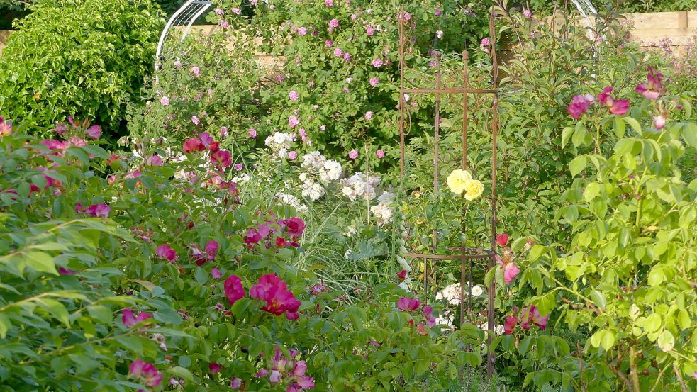 Die Rosen erfreuen im Sommergarten. Diese hier im Latüt-Garten unserer Kolumnistin Karin Berends-Lüürßen brauchten nach den viel Wind und Regen erst einmal Unterstützung, um sich nun so schön zu entfalten. Foto: Berends-Lüürßen