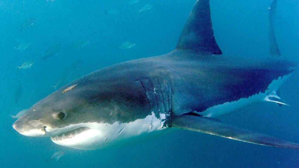 Haie bevölkern die Erde schon seit Hunderten Millionen Jahren. Foto: Helmut Fohringer/EPA/dpa