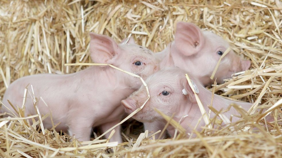 Linken-Chefin Ines Schwerdtner beruft sich gern auf die Fabel von den drei kleinen Schweinchen. (Archivbild) Foto: picture alliance / dpa