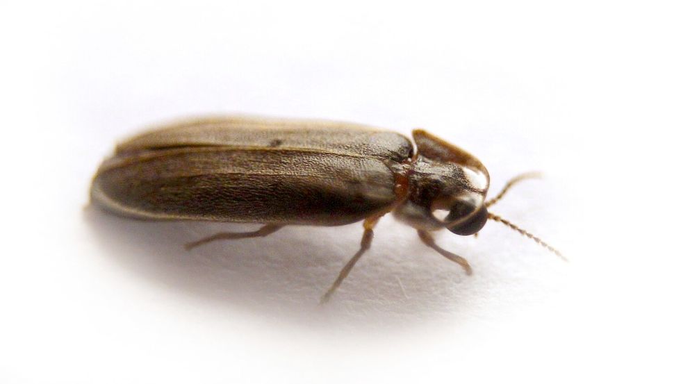 Ein Glühwürmchen braucht drei Jahre, um von der Larve zum Käfer zu reifen. Foto: Karl-Josef Hildenbrand