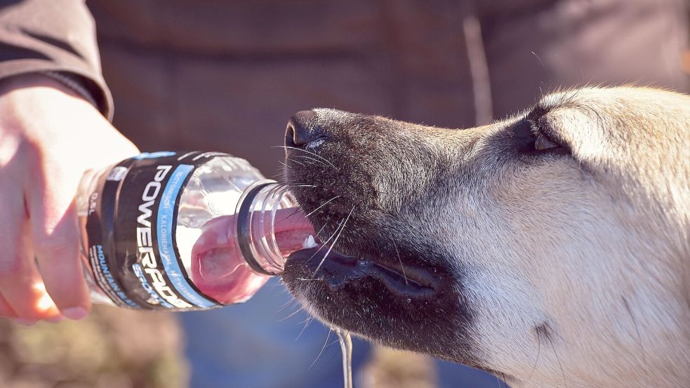 Hunde vertragen Hitze weniger gut als zum Beispiel Katzen. Die Gassi-Runde sollte auf den frühen Morgen oder den Abend geschoben werden. Foto: Pixabay
