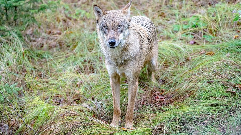 Wölfe sind nun jagdbare Tiere. (Archivbild) Foto: Armin Weigel
