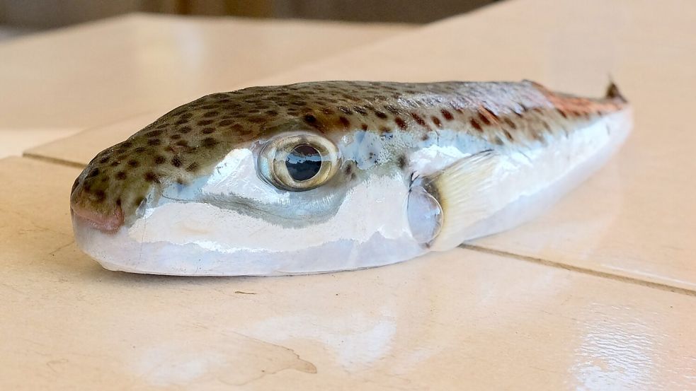 Ein Hasenkopf-Kugelfisch liegt auf einem Tisch. Foto: Anne Pollmann/dpa
